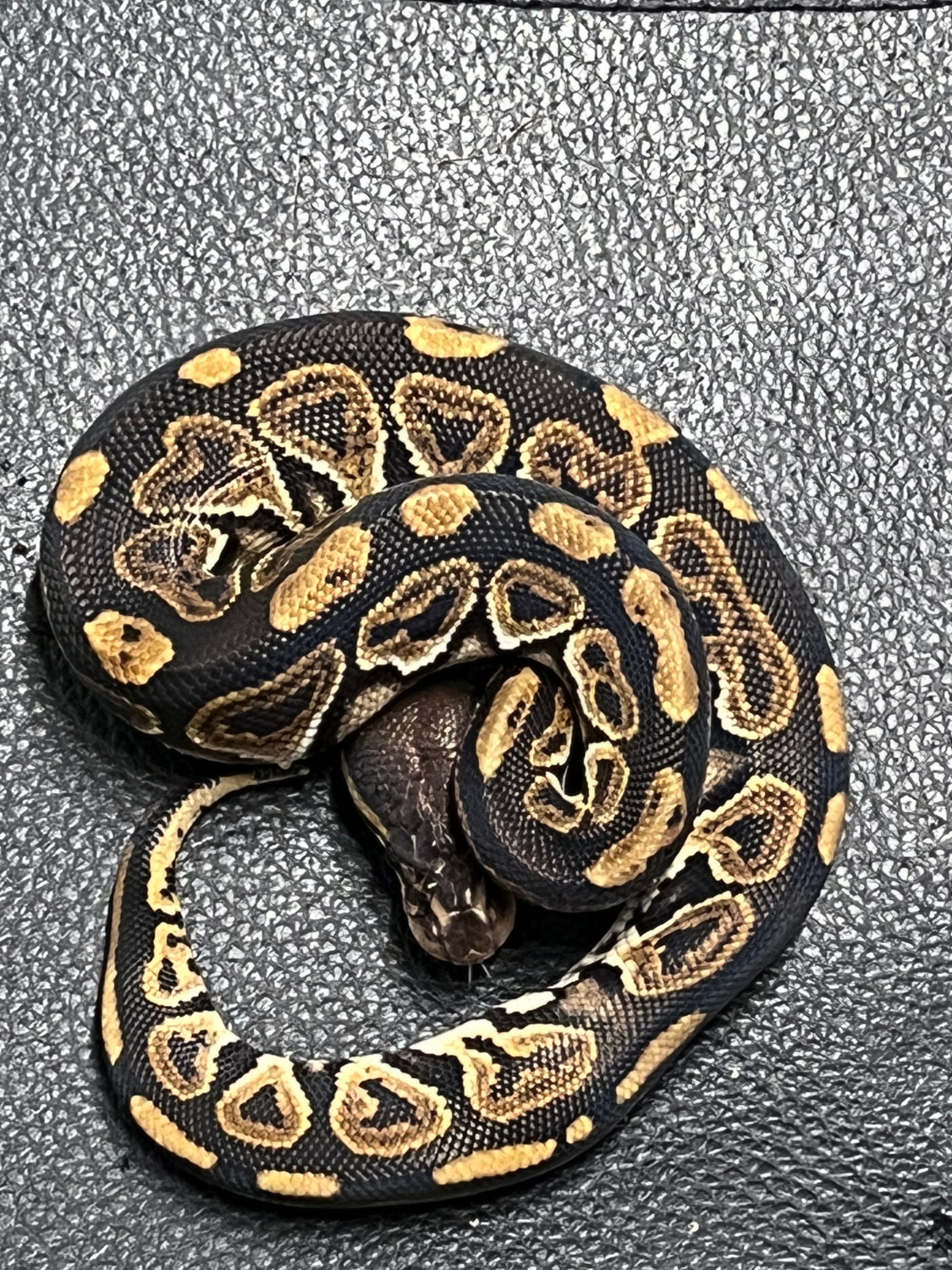 Black Pastel Het Desert Ghost Ball Python by Muddywater Reptiles ...