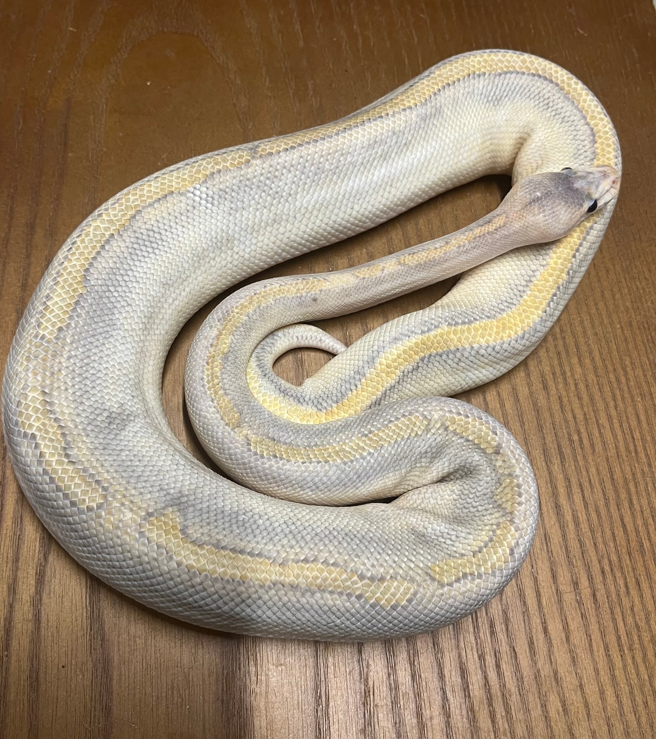 Mimosa Ball Python by Muddywater Reptiles MorphMarket