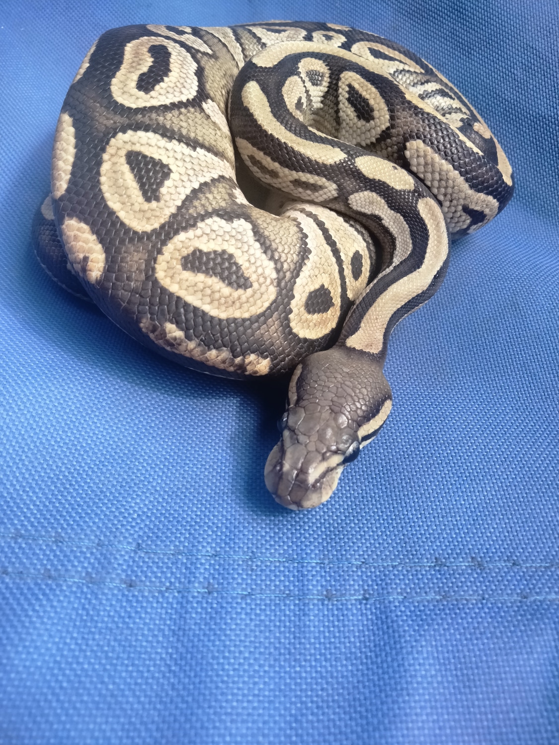 Mojave Ball Python by Morphed Vision Exotics - MorphMarket
