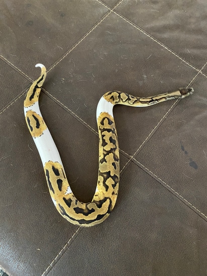 Pied Ball Python by Rocky Mountain Pythons