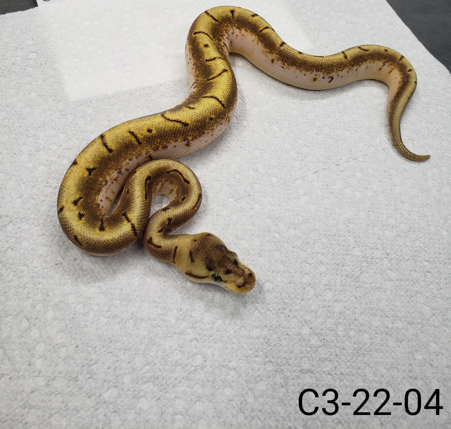 Enchi Spinner Ball Python by Muscle Mike's Serpents - MorphMarket