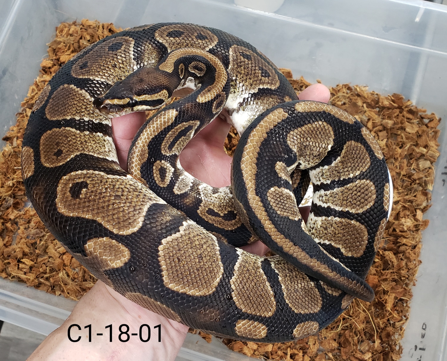 Normal Het Pied Ball Python by Muscle Mike's Serpents - MorphMarket