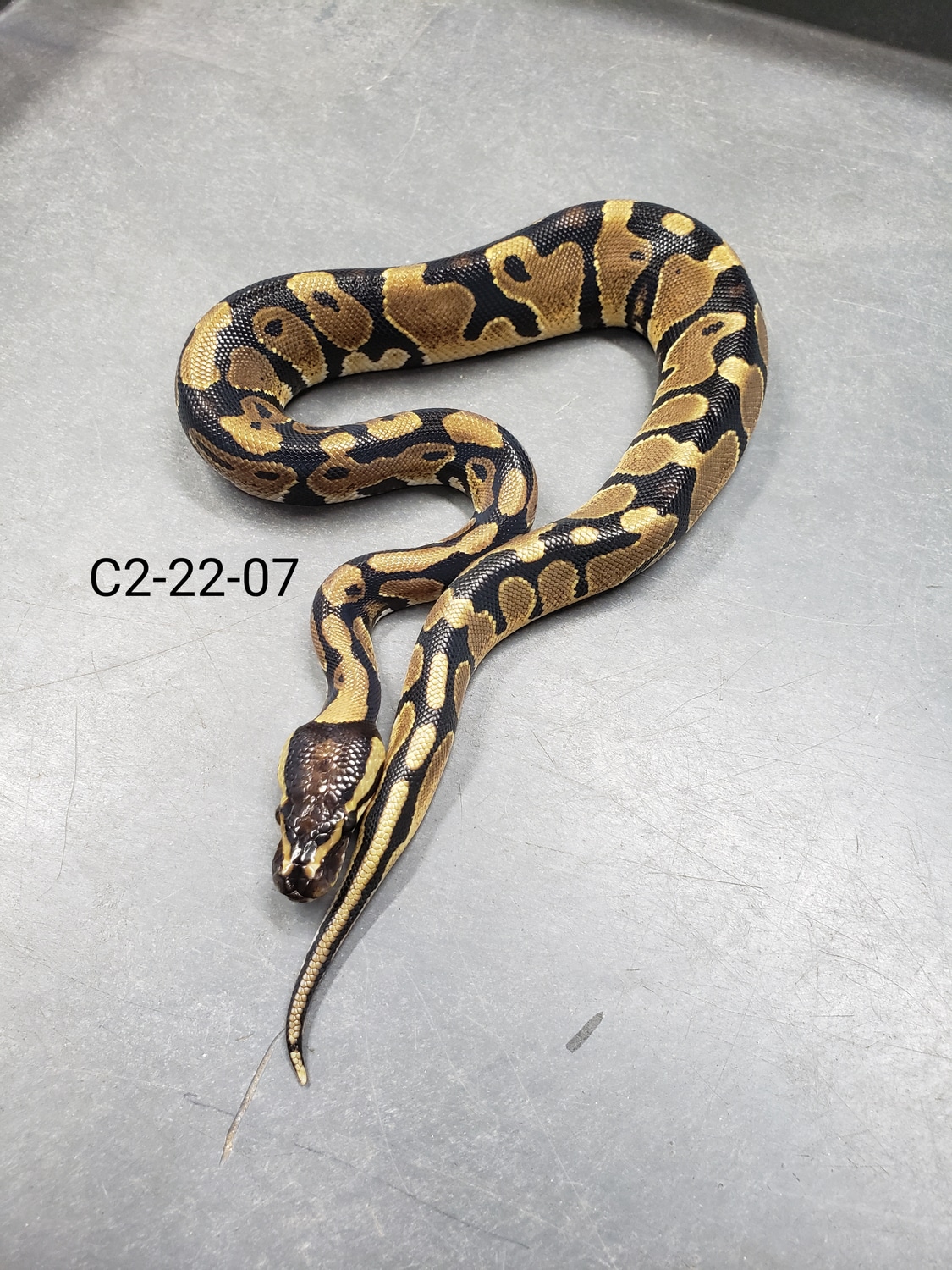Blade Het Caramel Albino Ball Python by Muscle Mike's Serpents ...