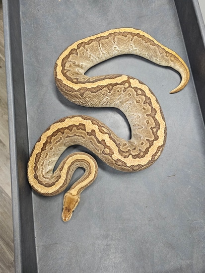 Nuclear Pinstripe Ball Python by Muscle Mike's Serpents