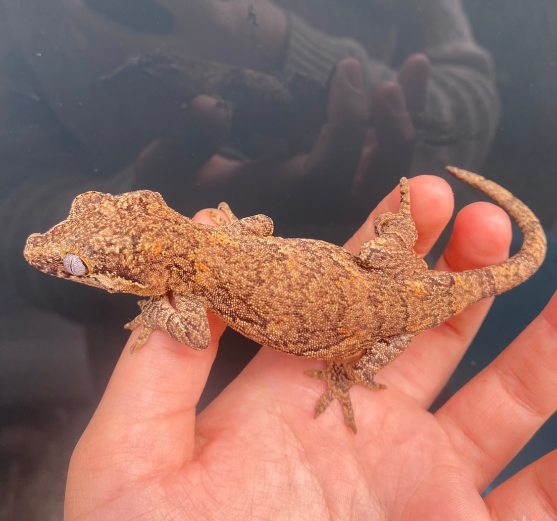 Orange Blotch Retic Brown Base Gargoyle Gecko by Mutant Geckos