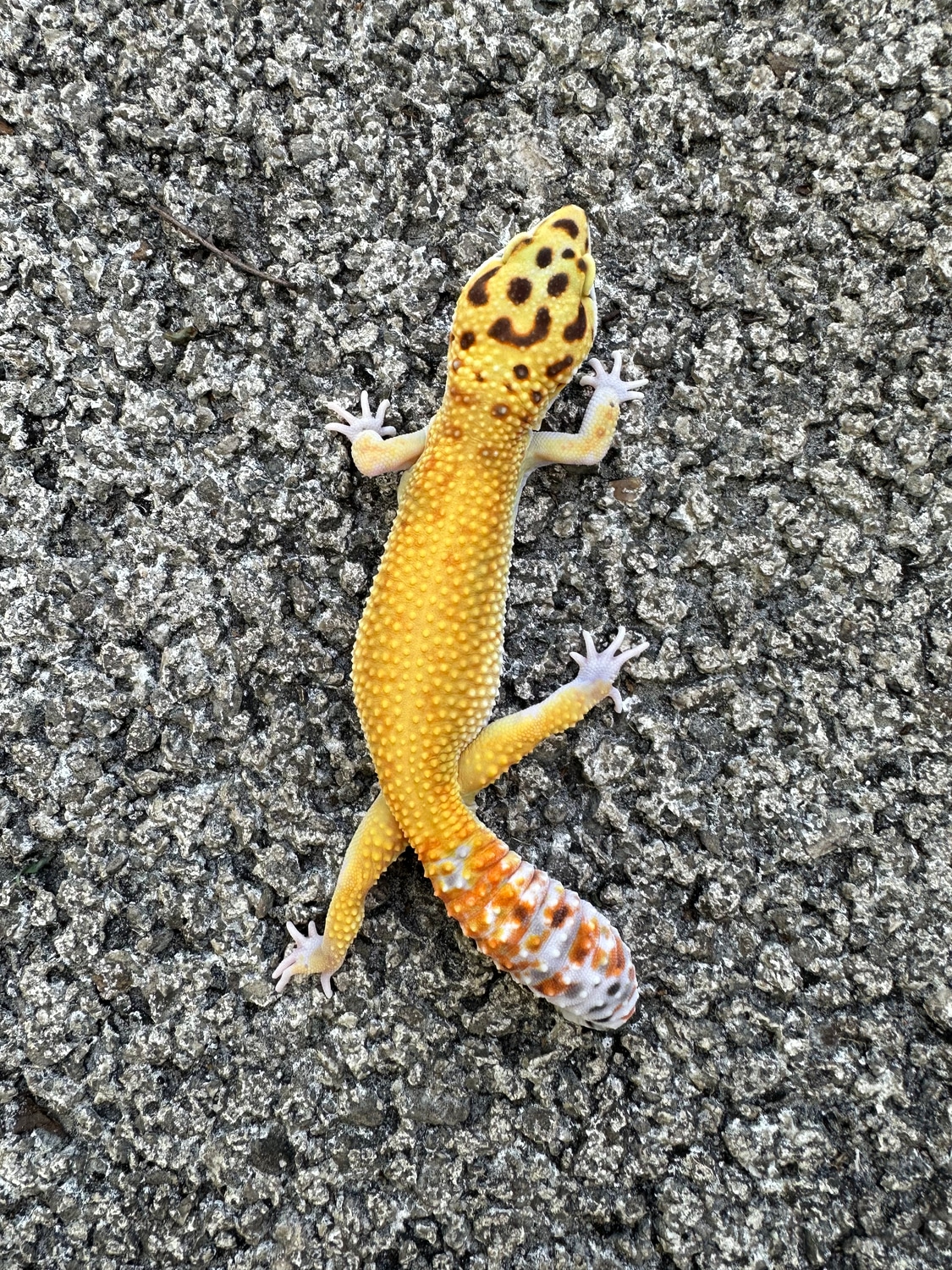 W&Y Marble Eye Leopard Gecko by Mutant Geckos - MorphMarket