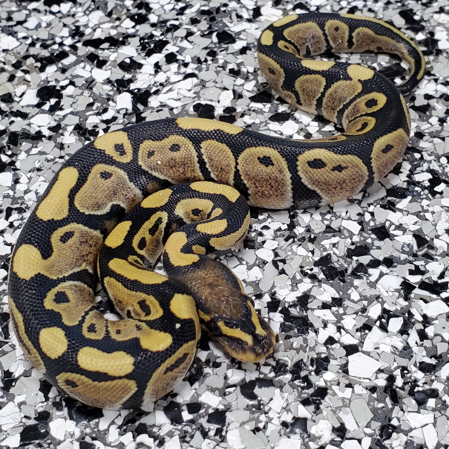 Enhancer Het Clown 66% G-stripe 50% Cryptic Ball Python by Mutation ...