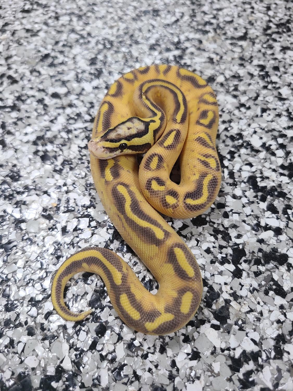 Pastel Enchi Freeway Poss Fire Ball Python by Mutation Creation