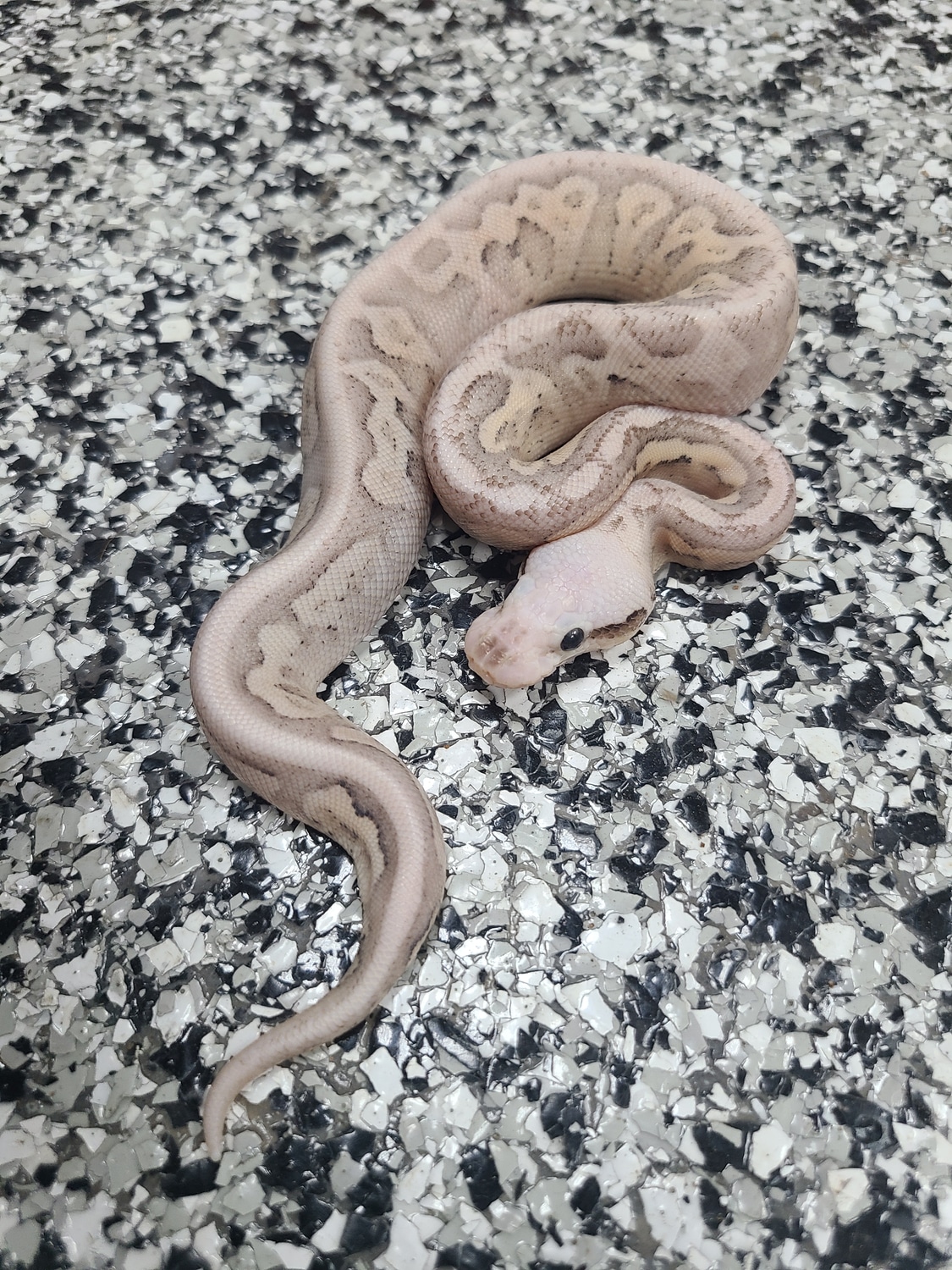 Cinnamon Pastel Vanilla Cream Ball Python by Mutation Creation ...
