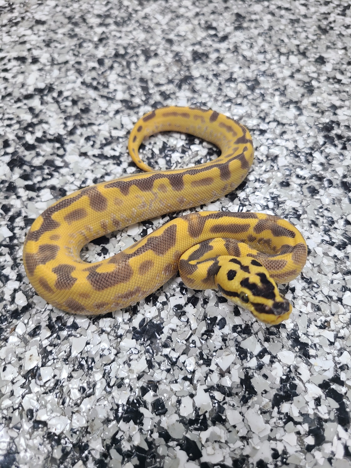 Pastel Super Enchi Leopard Freeway Ball Python by Mutation Creation
