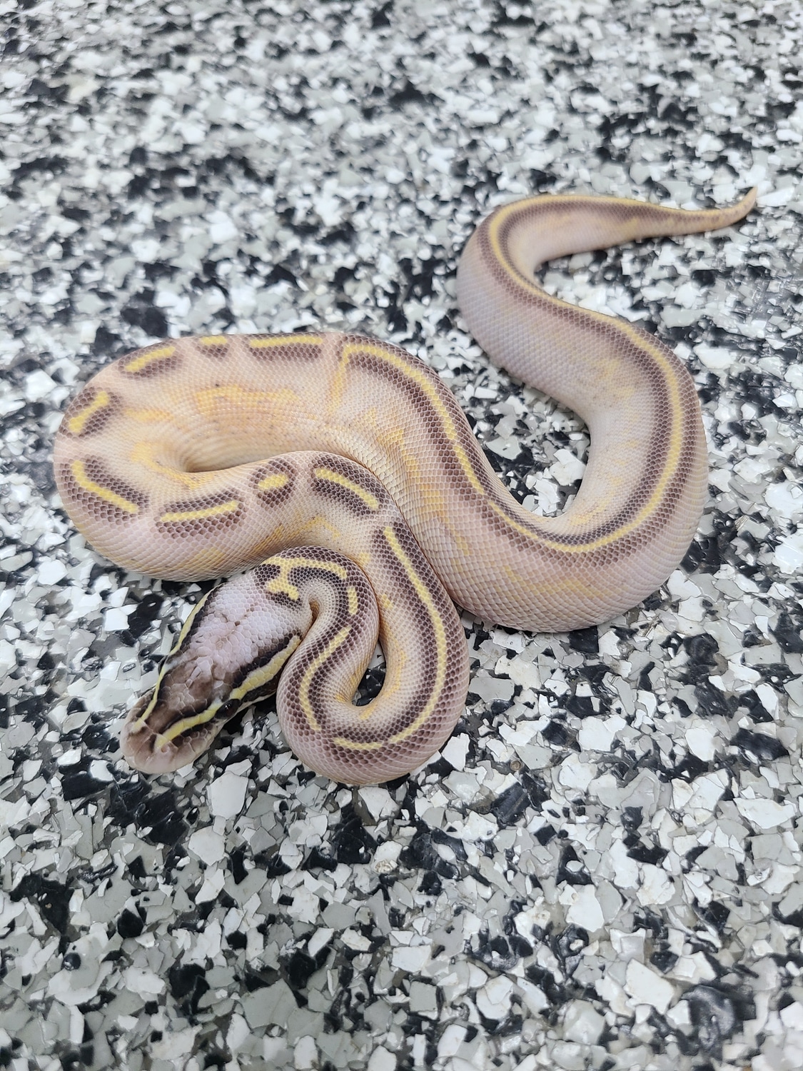 Pastel Cinnamon Enchi Freeway Het Lavender Ball Python by Mutation