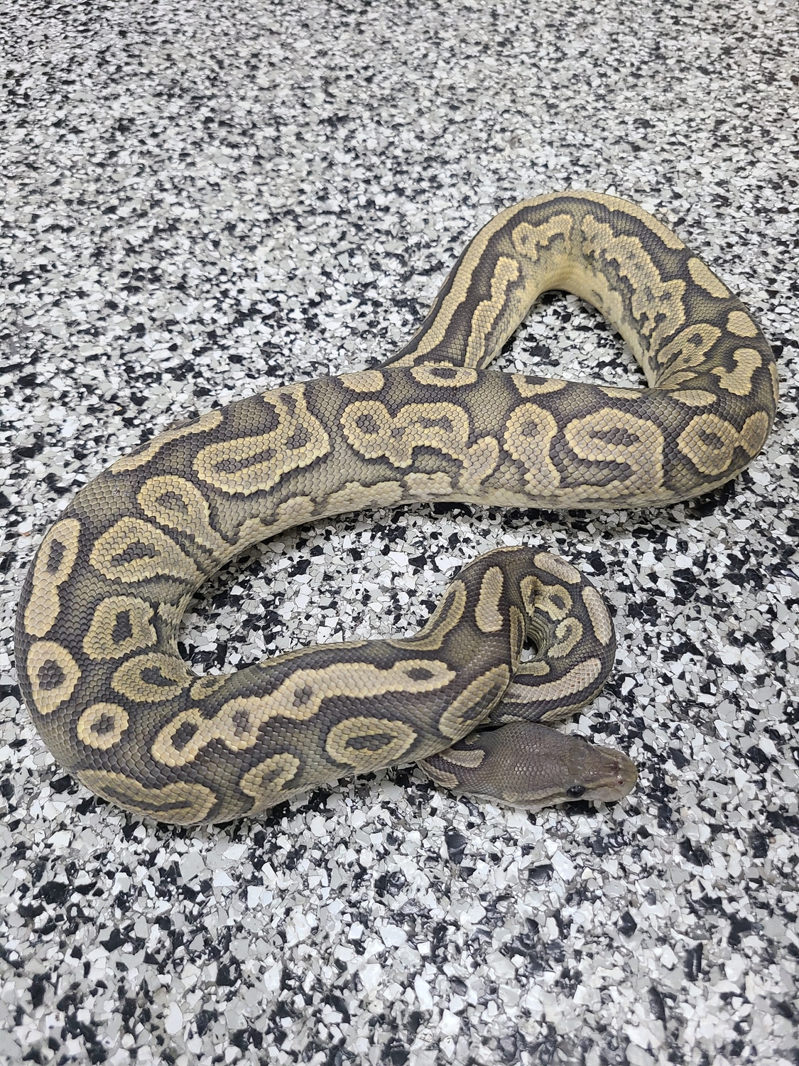 Cinnamon Hypo Het Piebald Ball Python by Mutation Creation - MorphMarket