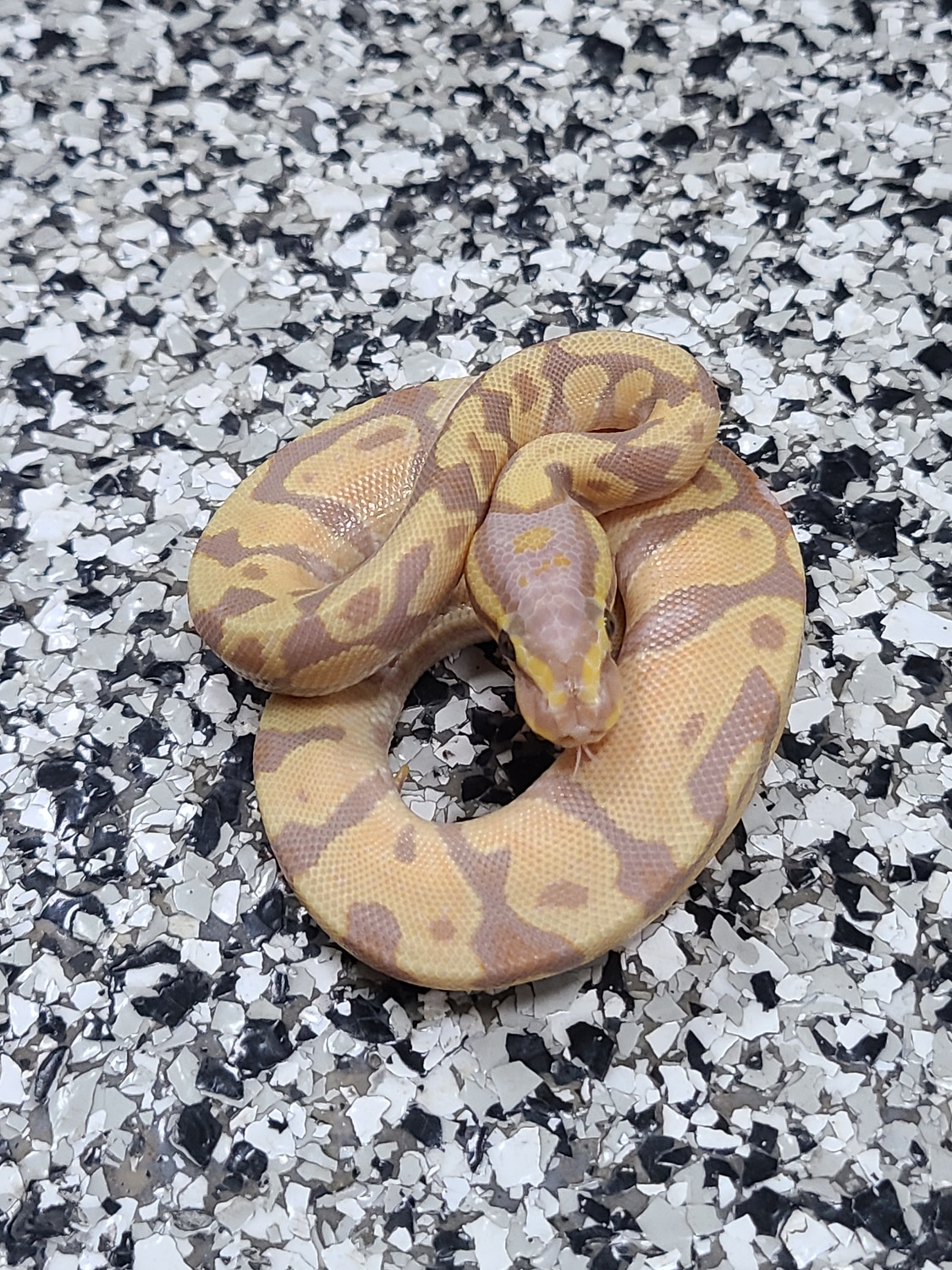 Banana Pastel Asphalt Ball Python by Mutation Creation MorphMarket