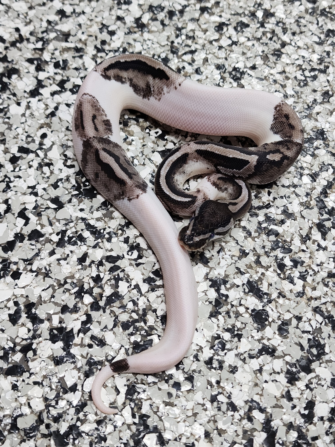 MJ Axanthic Piebald Ball Python by Mutation Creation - MorphMarket