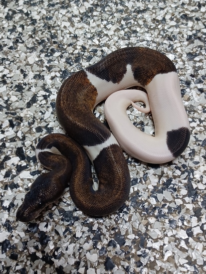 Suma Piebald (Super Mahogany Piebald) Ball Python by Mutation Creation