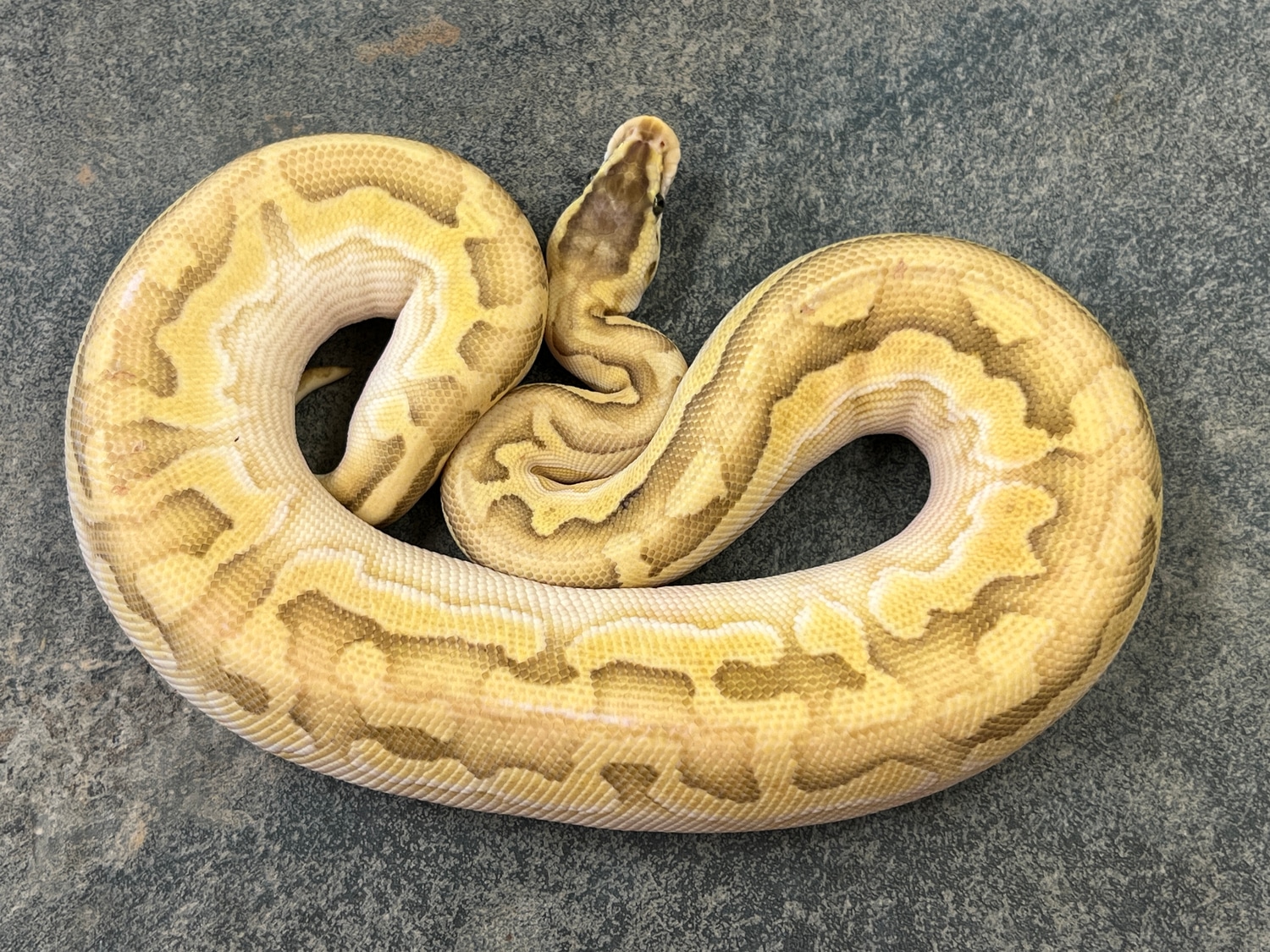Pastel Orange Dream Lesser Puzzle Female Ball Python by NoCo Reptiles ...