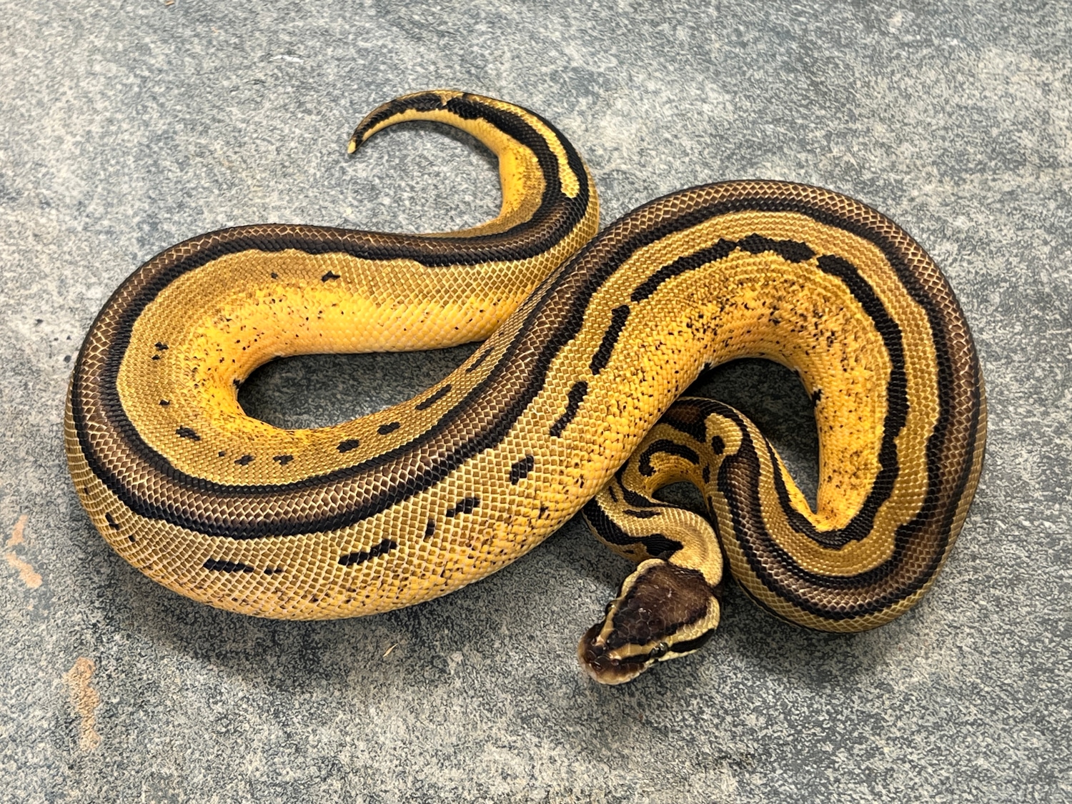 Pastel Tri Stripe Male Ball Python by NoCo Reptiles MorphMarket