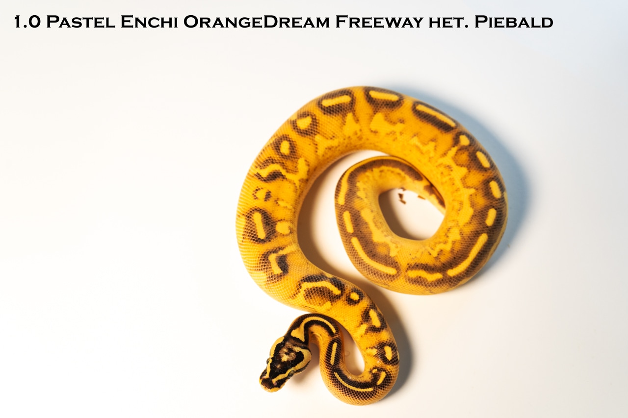 Pastel Enchi Orangedream Freeway Het. Piebald Ball Python by Fantastic