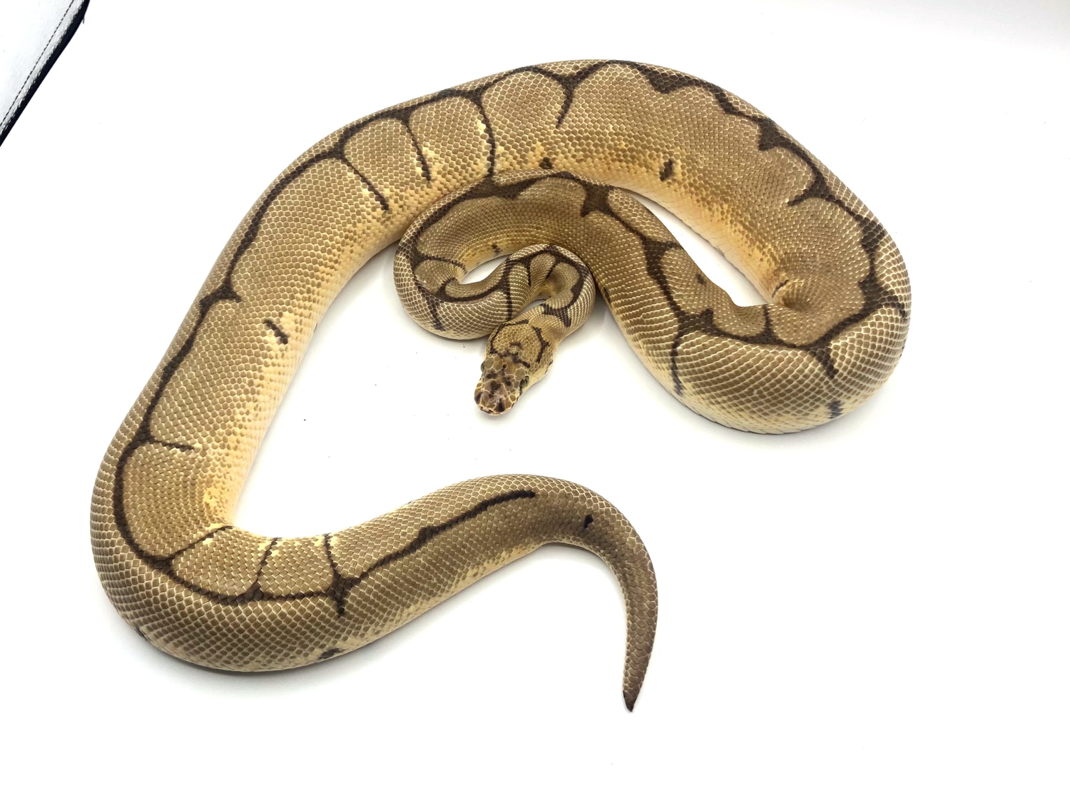 Spider Clown Ball Python by Morphologix LLC - MorphMarket