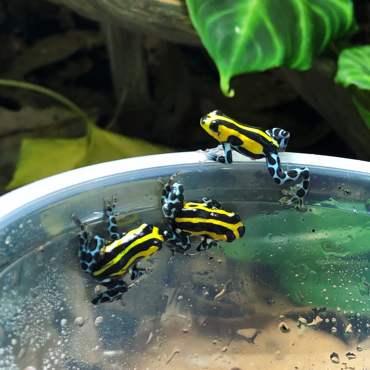 Ranitomeya Sirensis "Highland" Group Other Dart Frog by Morphologix LLC -  MorphMarket
