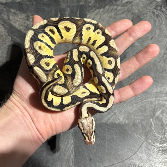 Pastel Fire Dbl Het DG Clown (Slightly Stubby Tail) Ball Python by ...