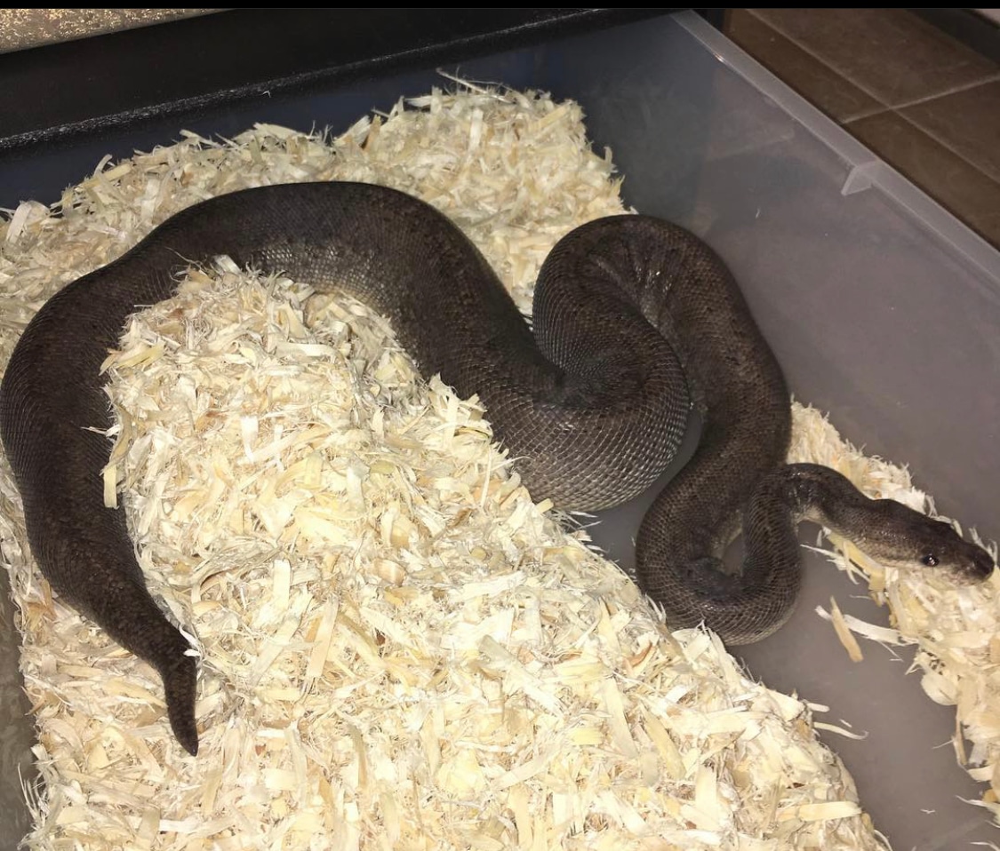 Silver Bullet Ball Python by Brotherhood Snakes - MorphMarket