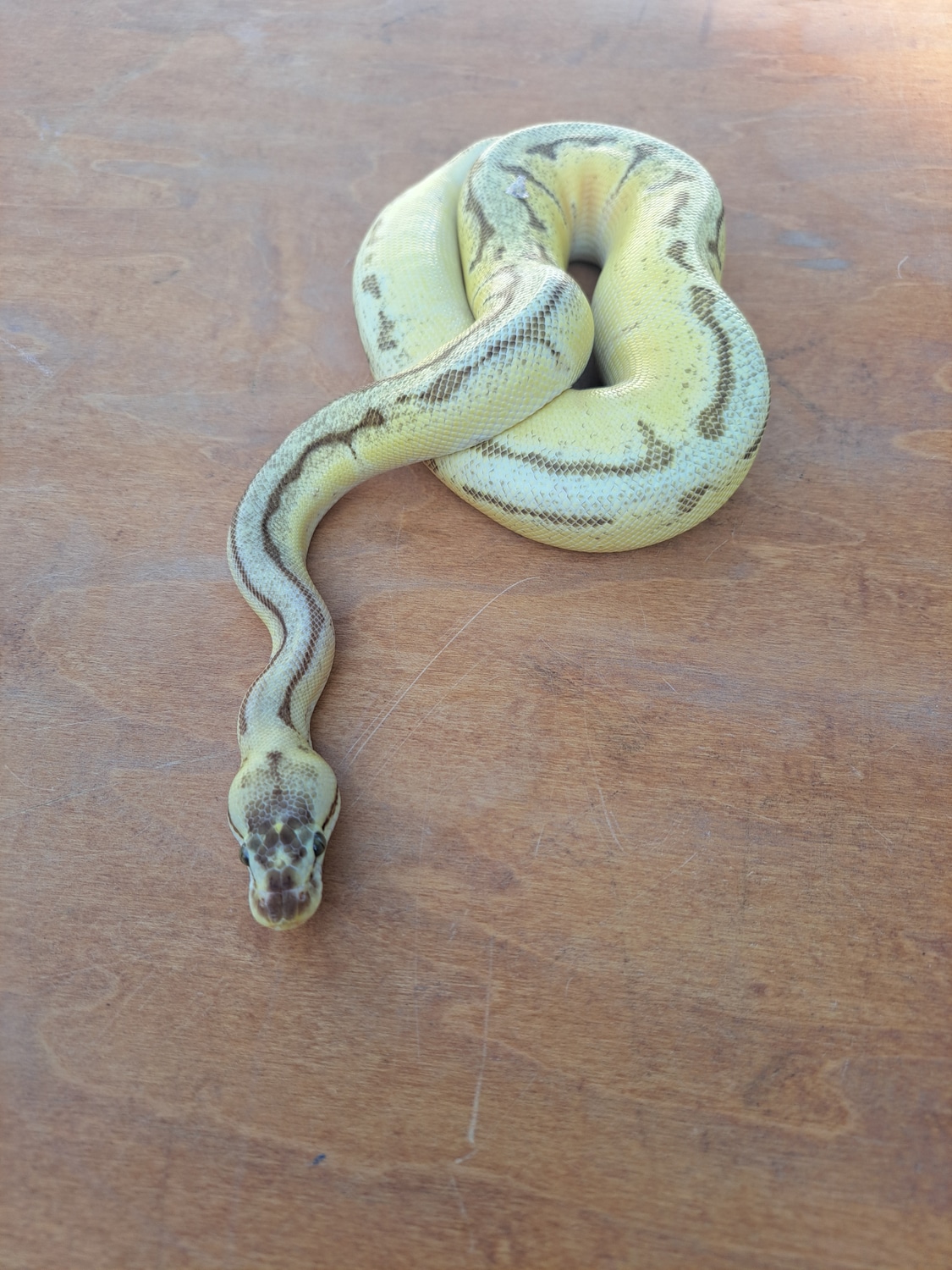 Super Enchi Pinstripe Pastel Ball Python by My Balls Exotic Ball ...