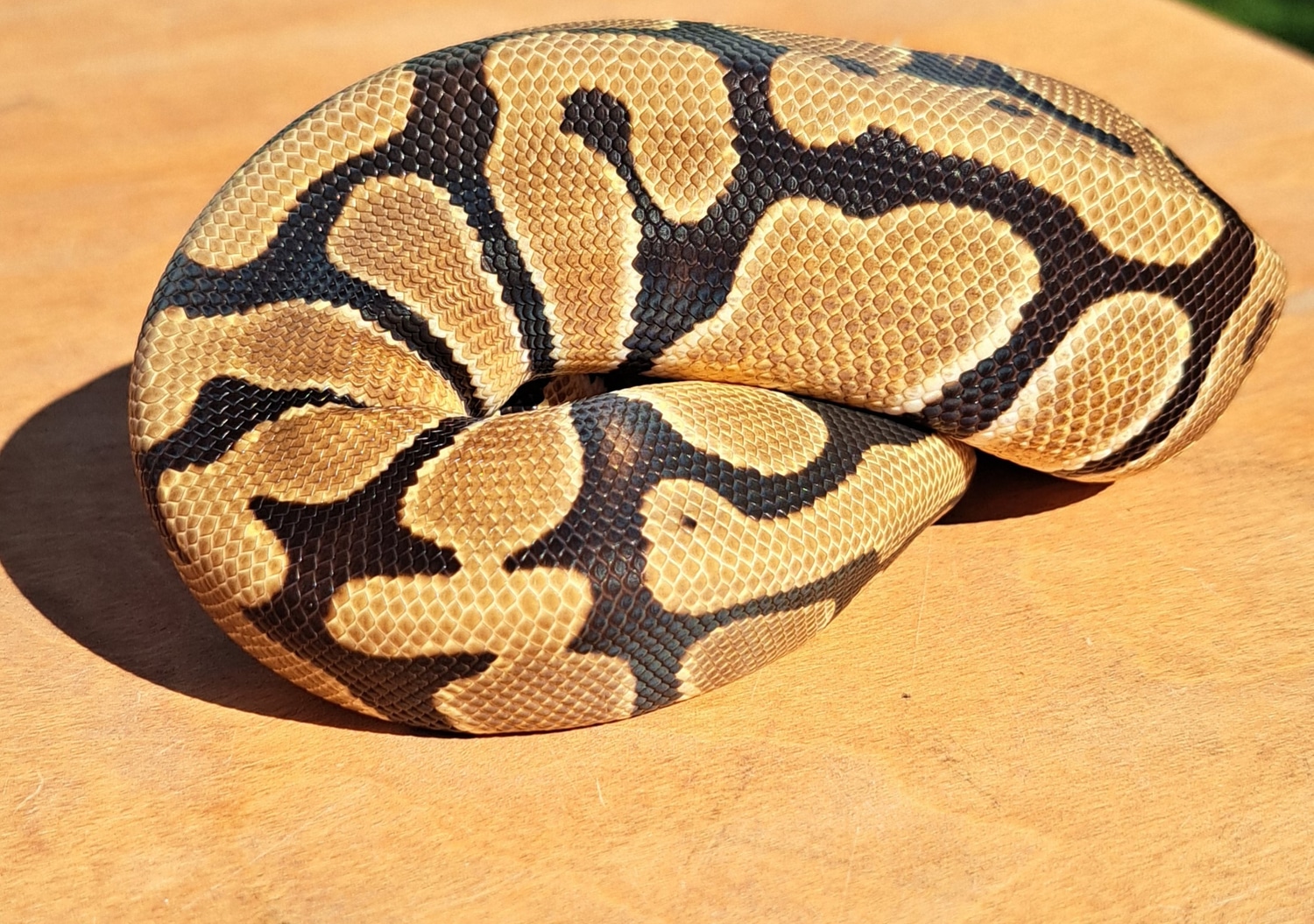 OD Fire Ball Python by My Balls Exotic Ball Pythons MorphMarket