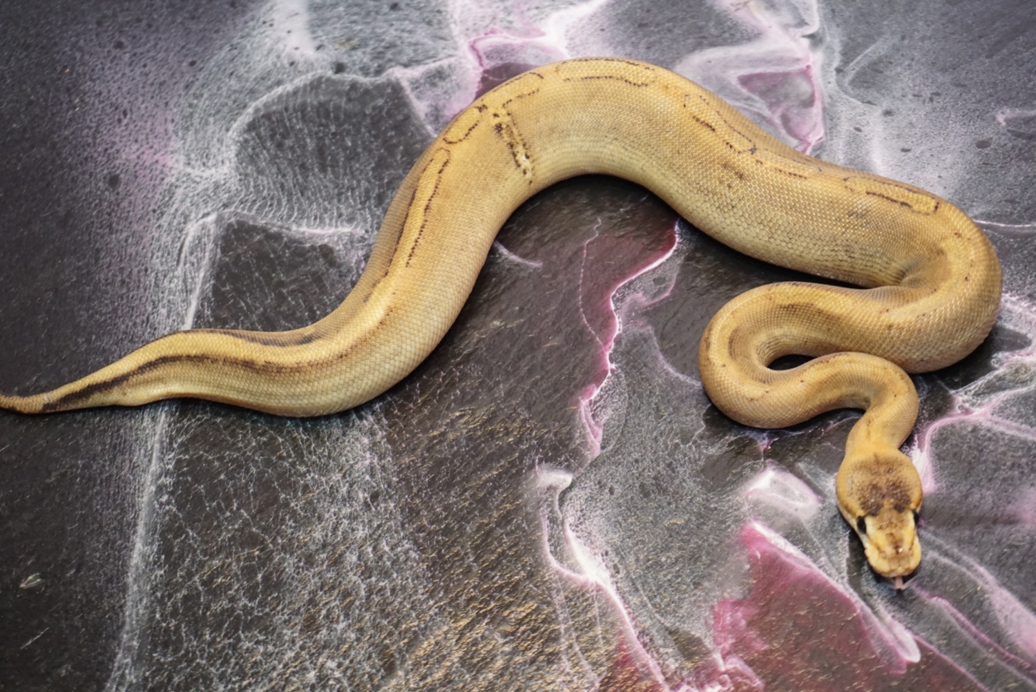 Champagne Ball Python by Slither Sity - MorphMarket