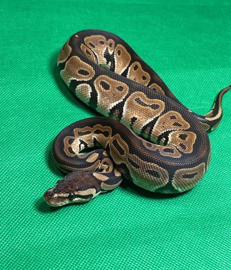 Blaze DH GStripe/Enhancer Ball Python by Slither Sity, 2nd to None Pets