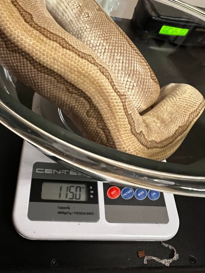 King Pin Python Kingpin Het Hypo Ball Python by Myophidiophobia