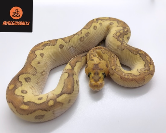 Lesser Fire Clown Ball Python by MyRegiusBalls