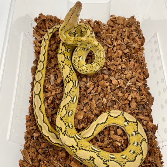 Super Dwarf Platinum Sunfire 100% Het Albino (Purple Phase) Reticulated ...