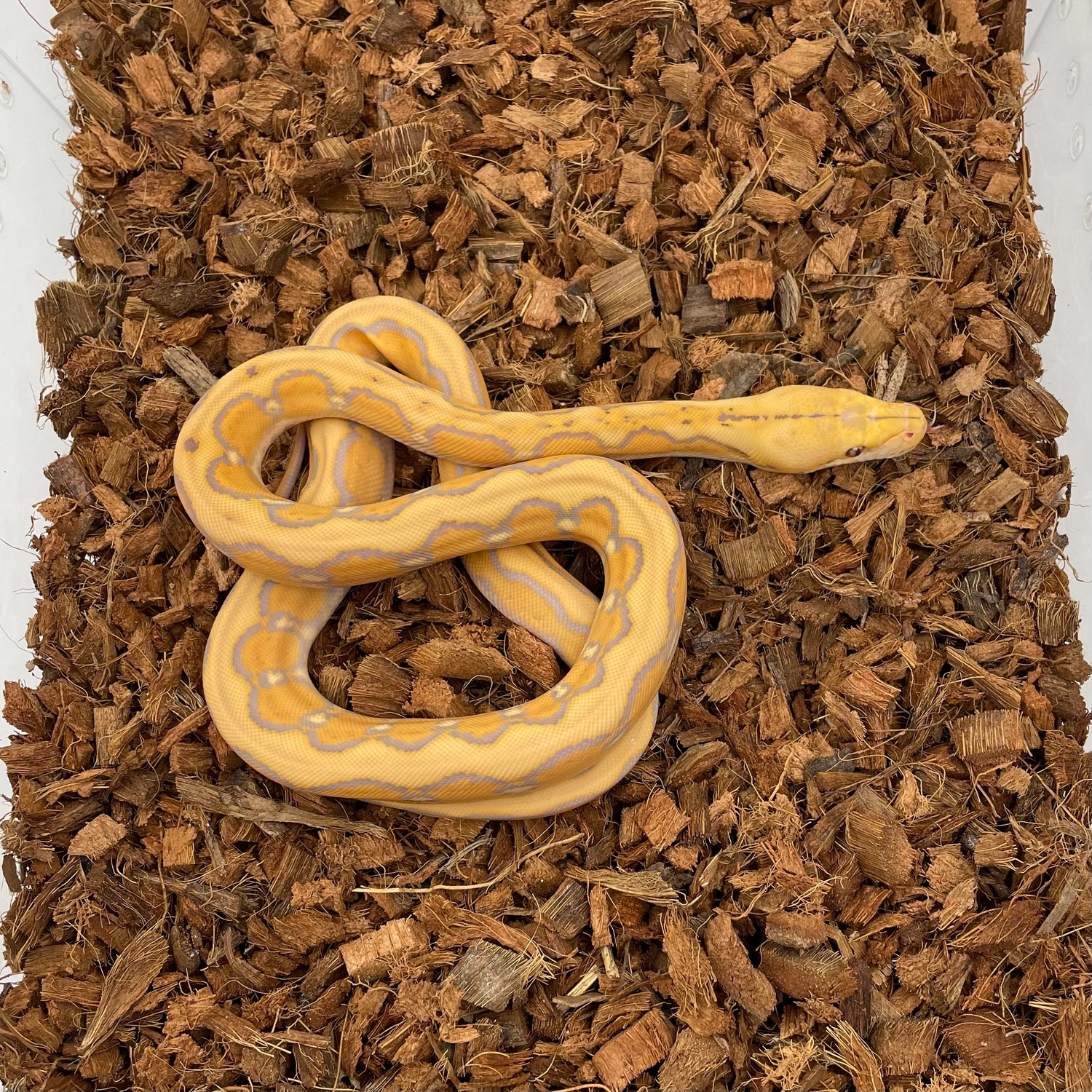 Super Dwarf Sunfire Tiger Albino Purple Reticulated Python by My ...