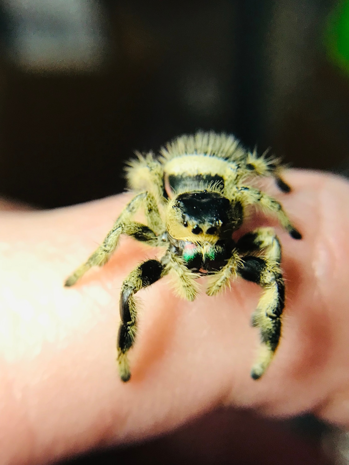 Regal/Canopy Hybrid Jumping Spider by My Spider Empire - MorphMarket