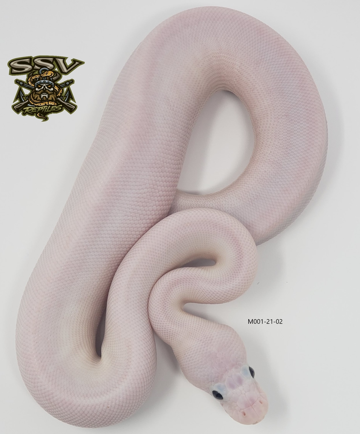 Super Fire Ball Python by SSVReptiles - MorphMarket