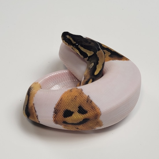 Smiley Face Pied Ball Python by SSVReptiles