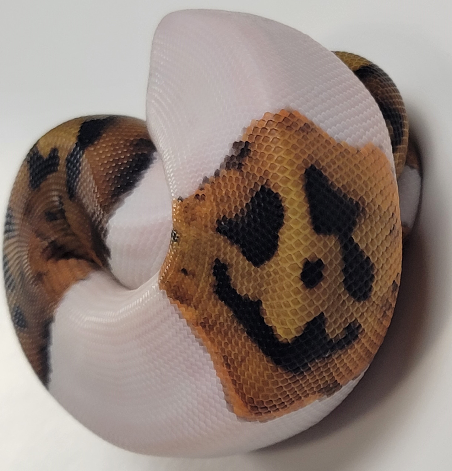 Teardrop Jack O'lantern Pied Ball Python by SSVReptiles - MorphMarket