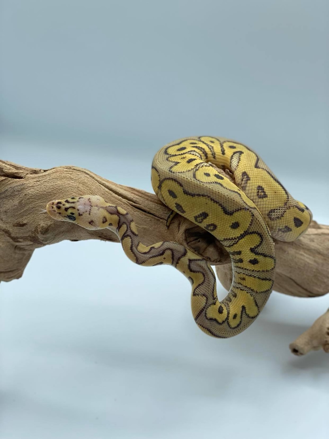 Super Pastel Clown Ball Python by SSVReptiles - MorphMarket
