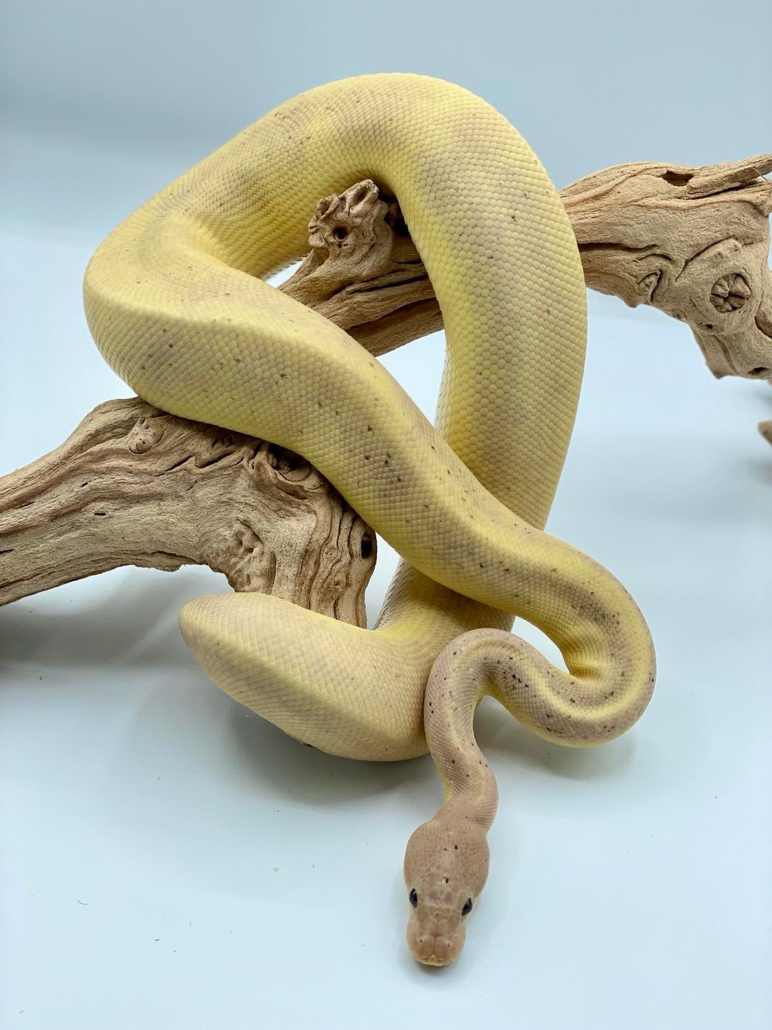 Gstripe, Banana, Cinnamon, Het Red Axanthic Ball Python by SSVReptiles MorphMarket