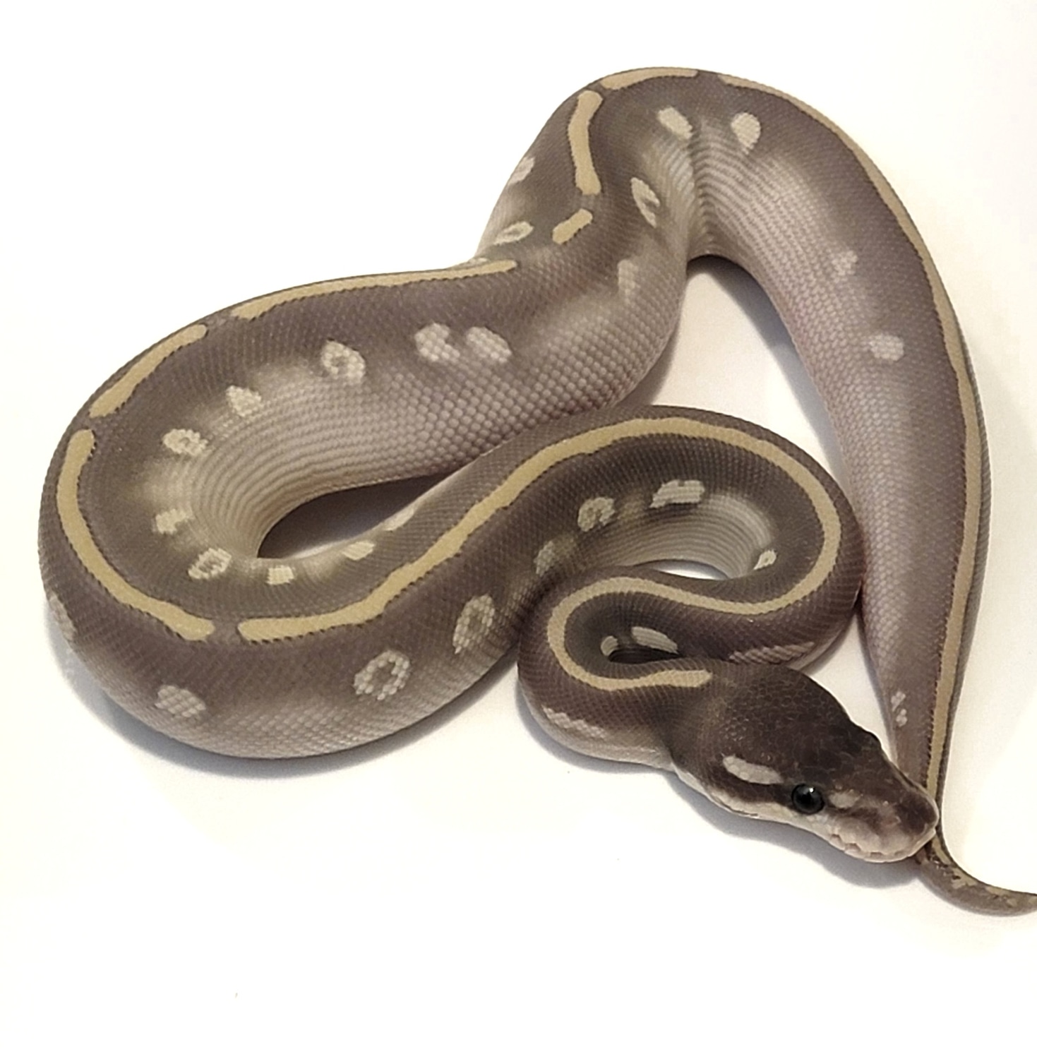 Purple Passion (Pos YB) Ball Python by SSVReptiles - MorphMarket