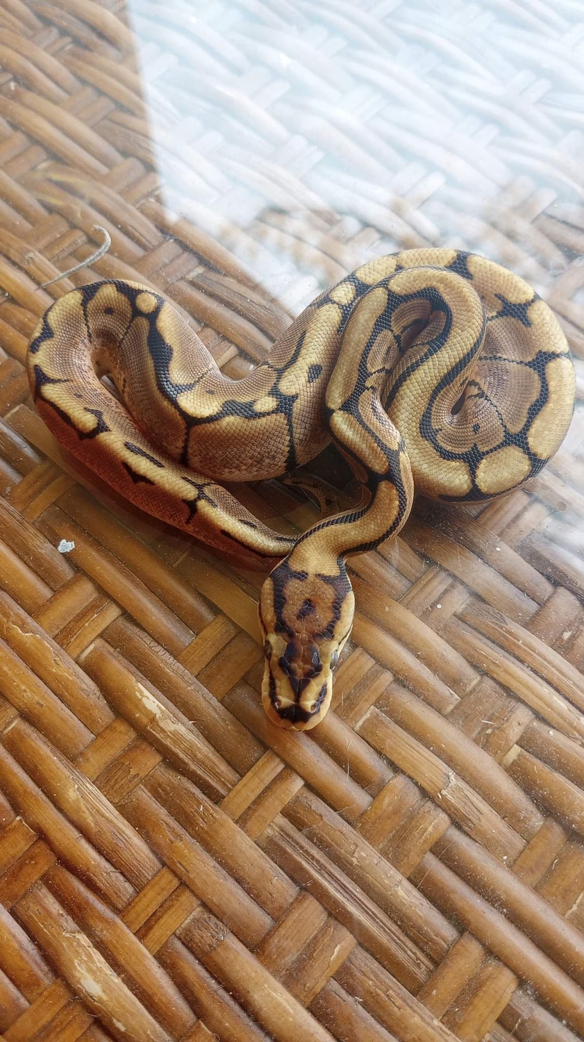 Spider Ball Python by Mystery_Morphs - MorphMarket