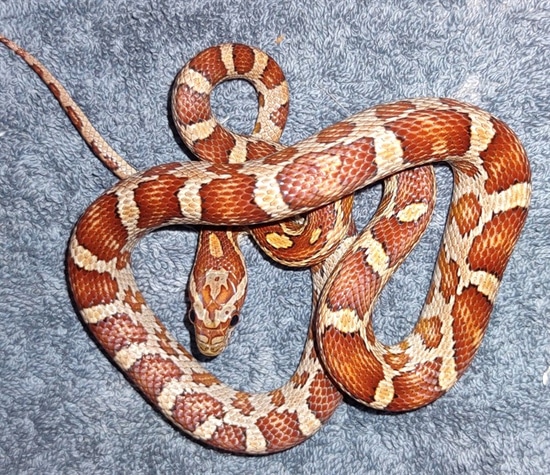 Classic Corn Snake by Mystic Exotics