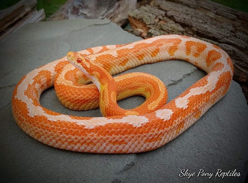 Amel Motley Out Of Amel Leopard Motley X Amel Stripe Corn Snake by ...
