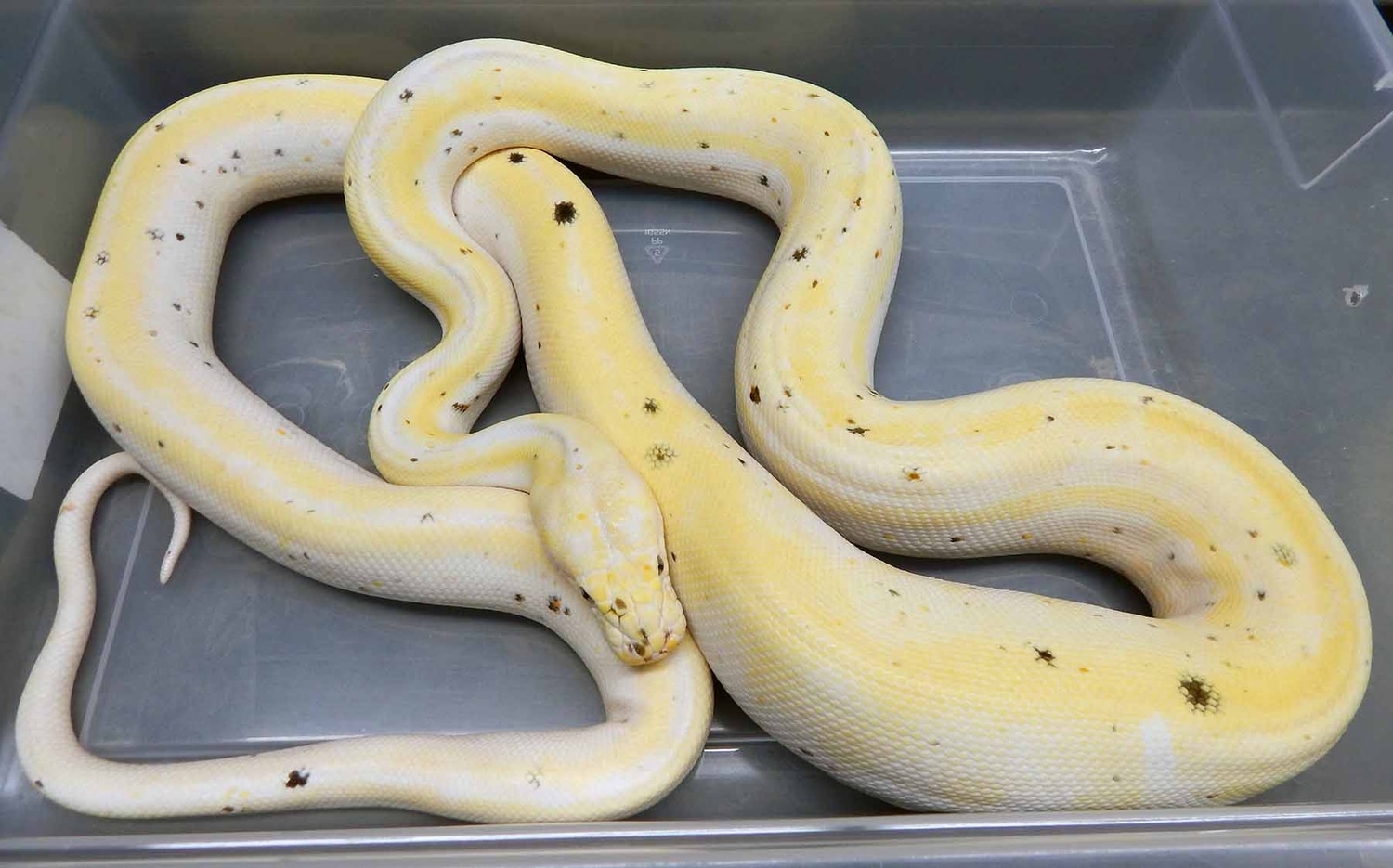 Cow Reticulated Python by Mystic Reptiles, LLC - MorphMarket