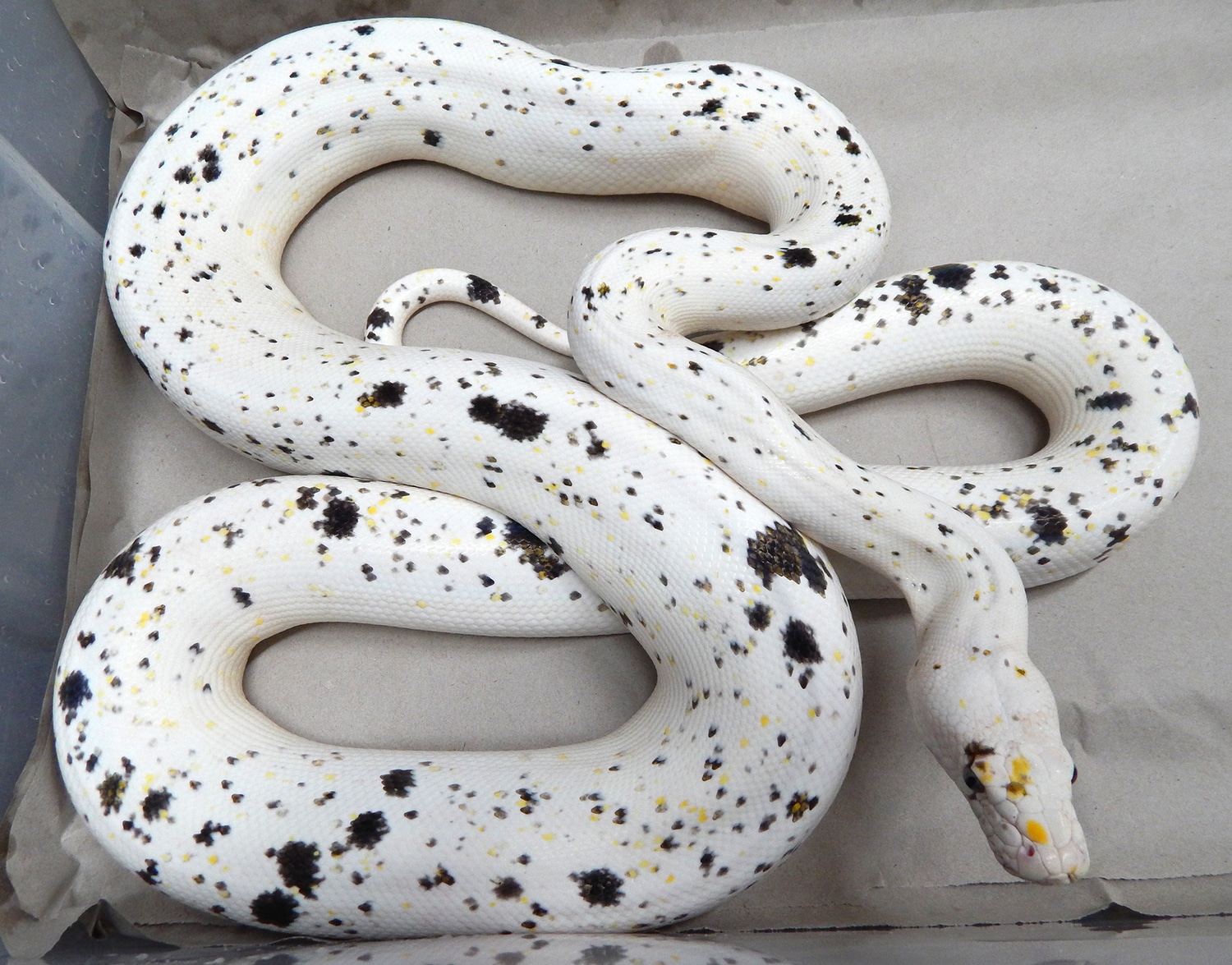 Goldenchild Cow Reticulated Python by Mystic Reptiles, LLC - MorphMarket