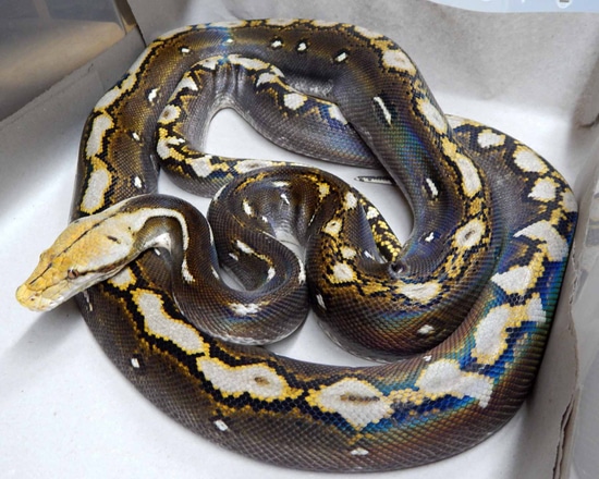 Phantom Reticulated Python by Mystic Reptiles, LLC