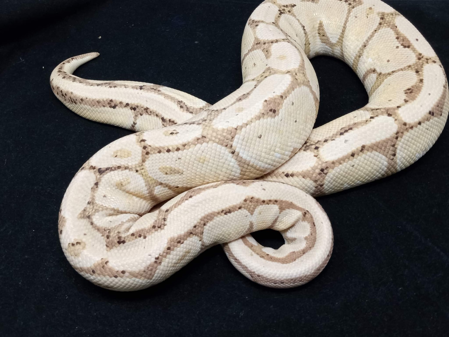 Banana Red Stripe Ball Python by Mythical Exotics MorphMarket
