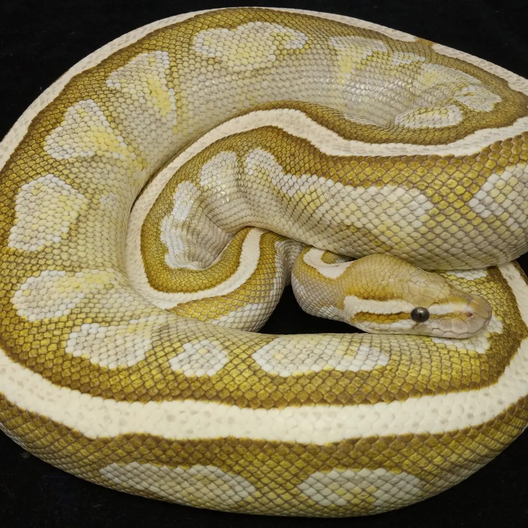 Pastel Lesser Fire Ball Python by Mythical Exotics - MorphMarket