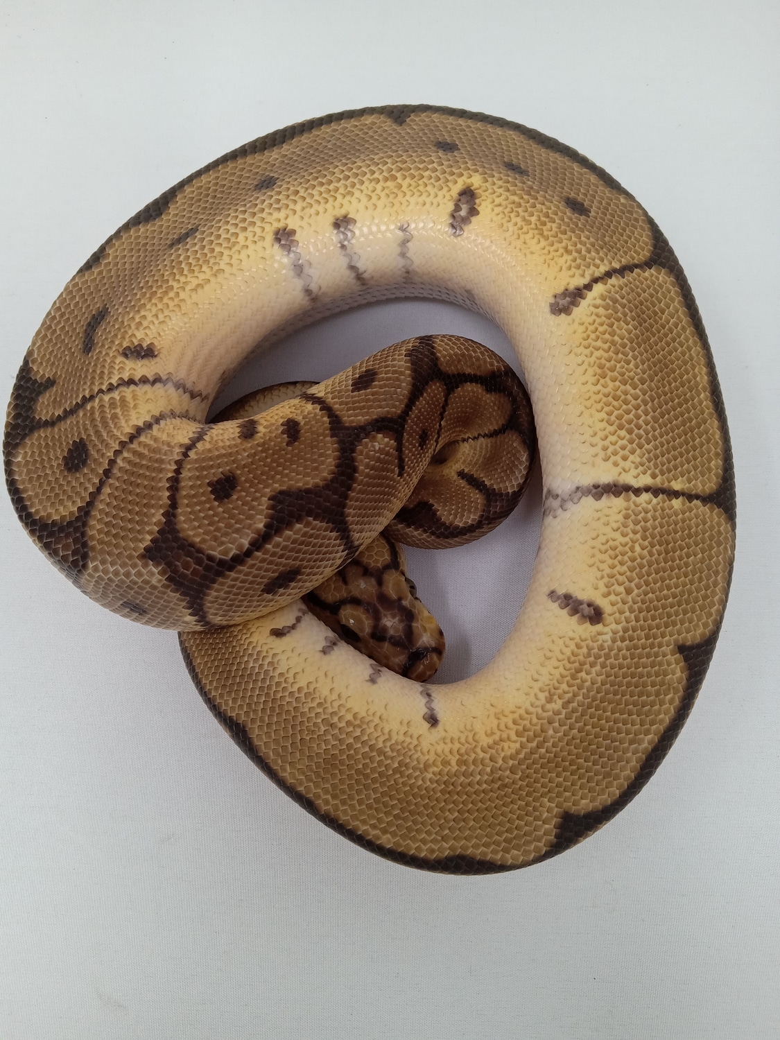 Spider Clown Ball Python by Mythical Exotics - MorphMarket
